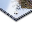 Orton Hall on the Oval at Ohio State University in Columbus Acrylic print