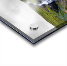 Waterfall in Tunhudalur valley near Isafjordur Iceland with lupi Acrylic print