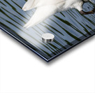 Side view of the body of a swan reaching into the water of Elles Impression Acrylique