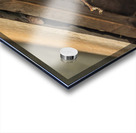 Head of a jackdaw poking out from nest in the rafters of an old  Acrylic print