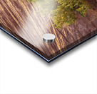 Detail of bush around Rainbow Vista trail in Valley of Fire stat Acrylic print