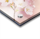 Detail macro photo of japanese cherry blossom flowers Acrylic print