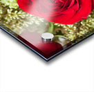 Close up of red rose bouquet with roses Acrylic print