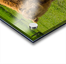 Young male highland calf in meadow facing the camera Acrylic print