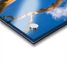 Branch of rainbow eucalyptus trees in Keahua Arboretum Acrylic print