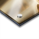 Douglas Falls near Blackwater Canyon trail near Thomas WV Acrylic print