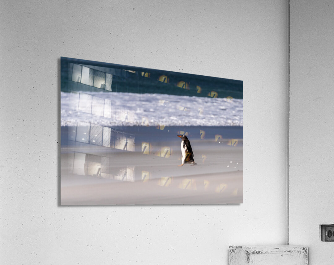Single Gentoo penguin on Falklands walking to ocean Acrylic Print