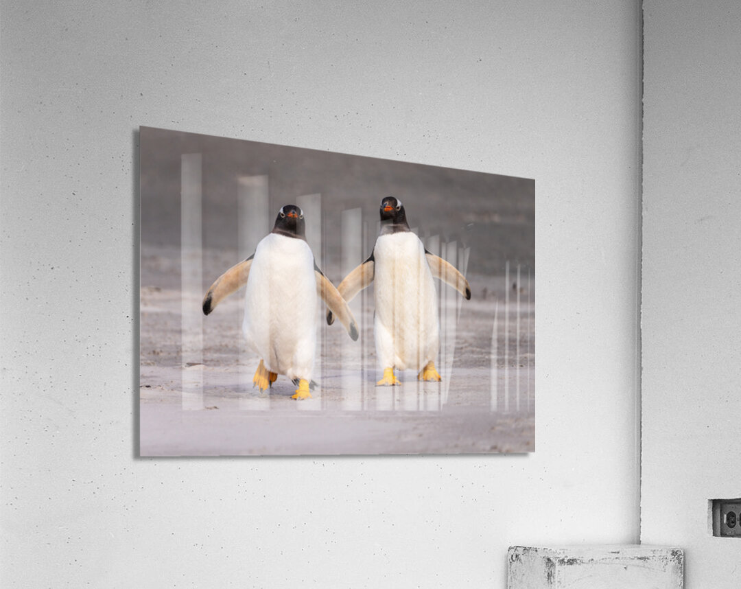 Two Gentoo penguins at Bluff Cove on Falklands walking to ocean Acrylic Print