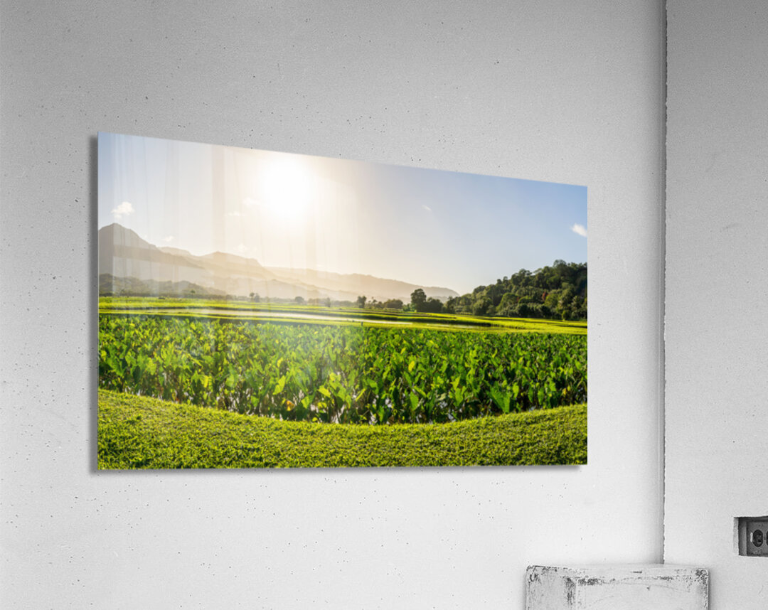 Verdant taro fields thrive under the Hawaiian sun near Hanalei B Acrylic Print