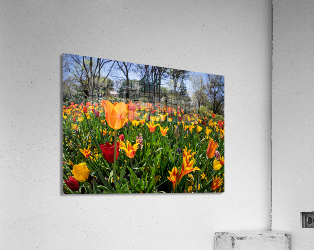 Field of vibrant tulips in full bloom creating a colorful tapes Impression acrylique