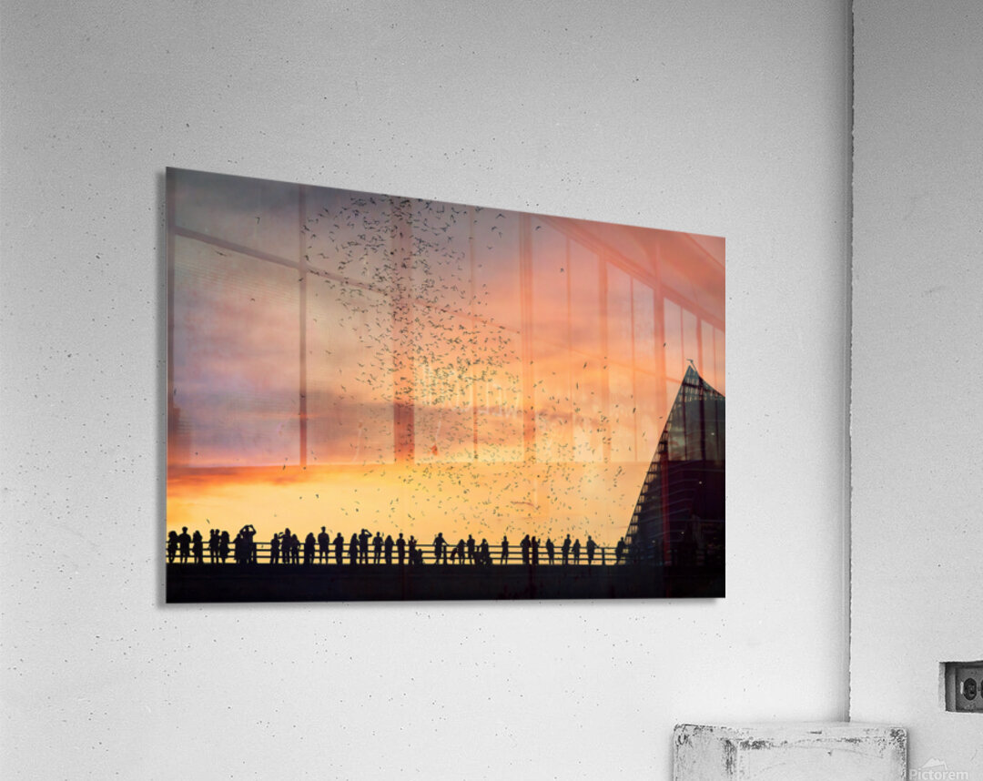 Bats Flying Overhead - Crowd on Congress Avenue bridge Acrylic Print