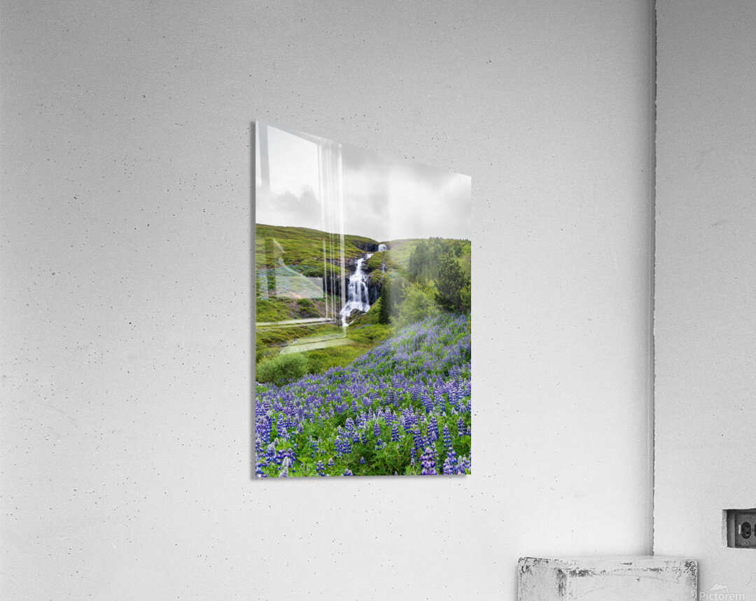 Waterfall in Tunhudalur valley near Isafjordur Iceland with lupi Acrylic Print