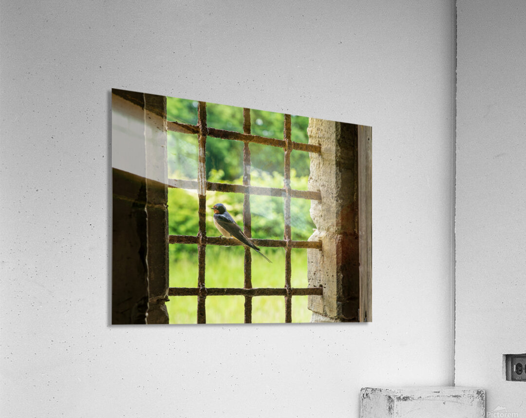 Barn swallow perched on the bars of 13th Century window Acrylic Print
