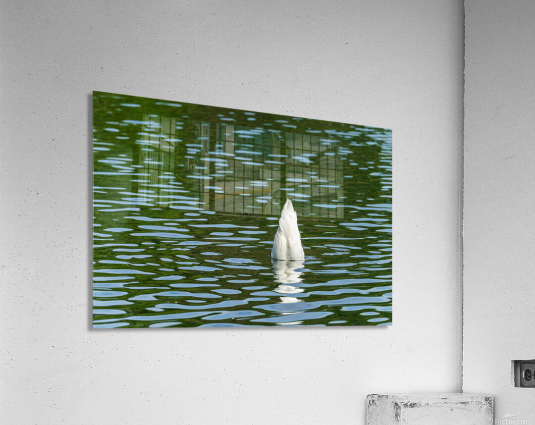 Rear view of the body of a swan reaching into the water of Elles Impression acrylique