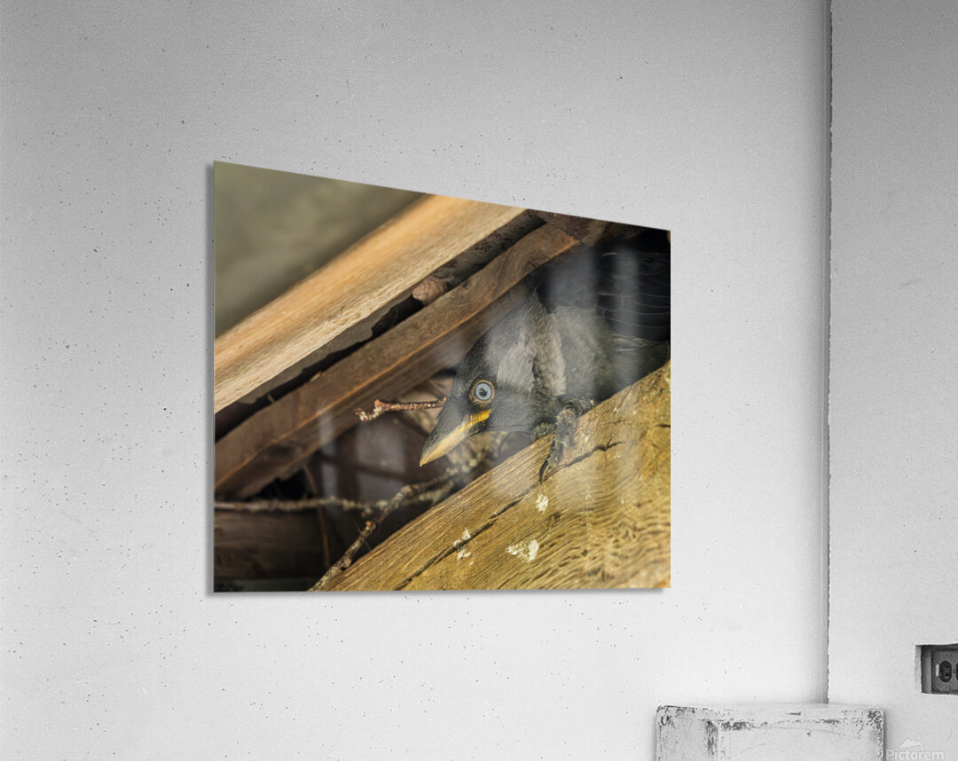 Head of a jackdaw poking out from nest in the rafters of an old  Acrylic Print