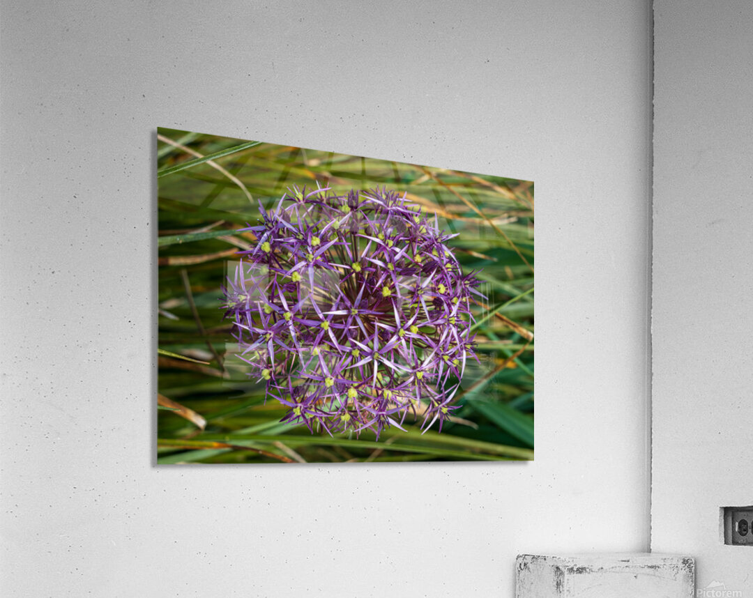 Large purple umbel of the Persian Onion or Star of Onion flower Acrylic Print
