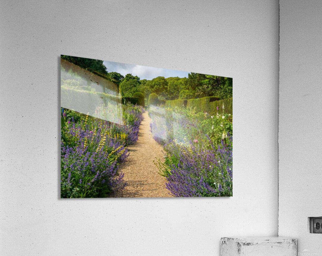 Flowering shrubs in a hedged flower garden on the Isle of Wight Acrylic Print