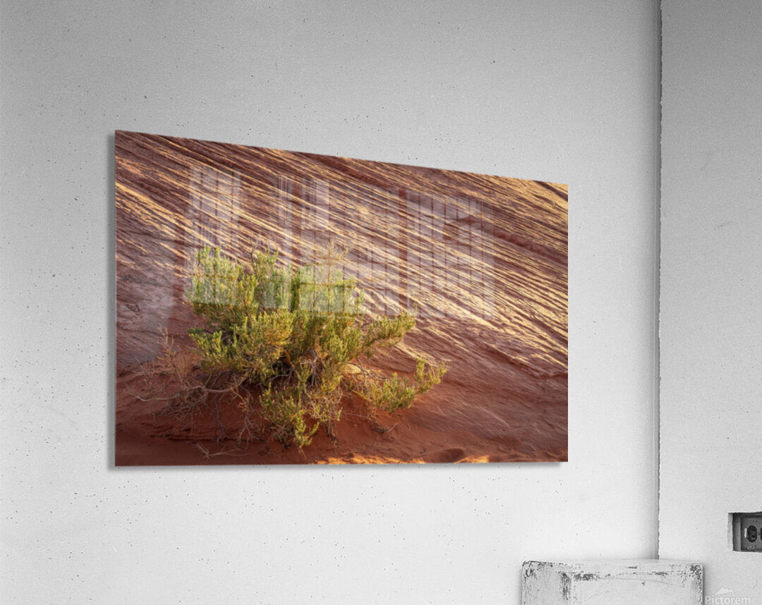 Detail of bush around Rainbow Vista trail in Valley of Fire stat Acrylic Print