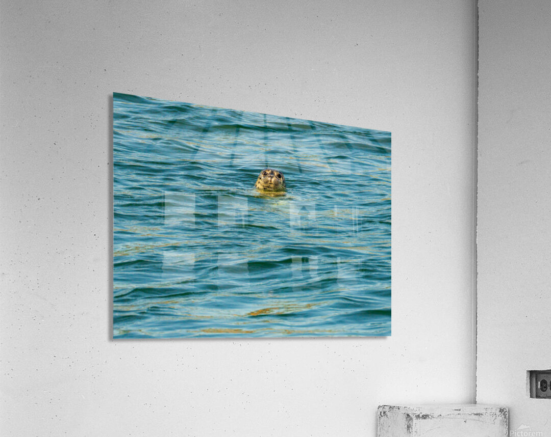 Small harbor seal in waters off Anacortes looking plaintively at Acrylic Print