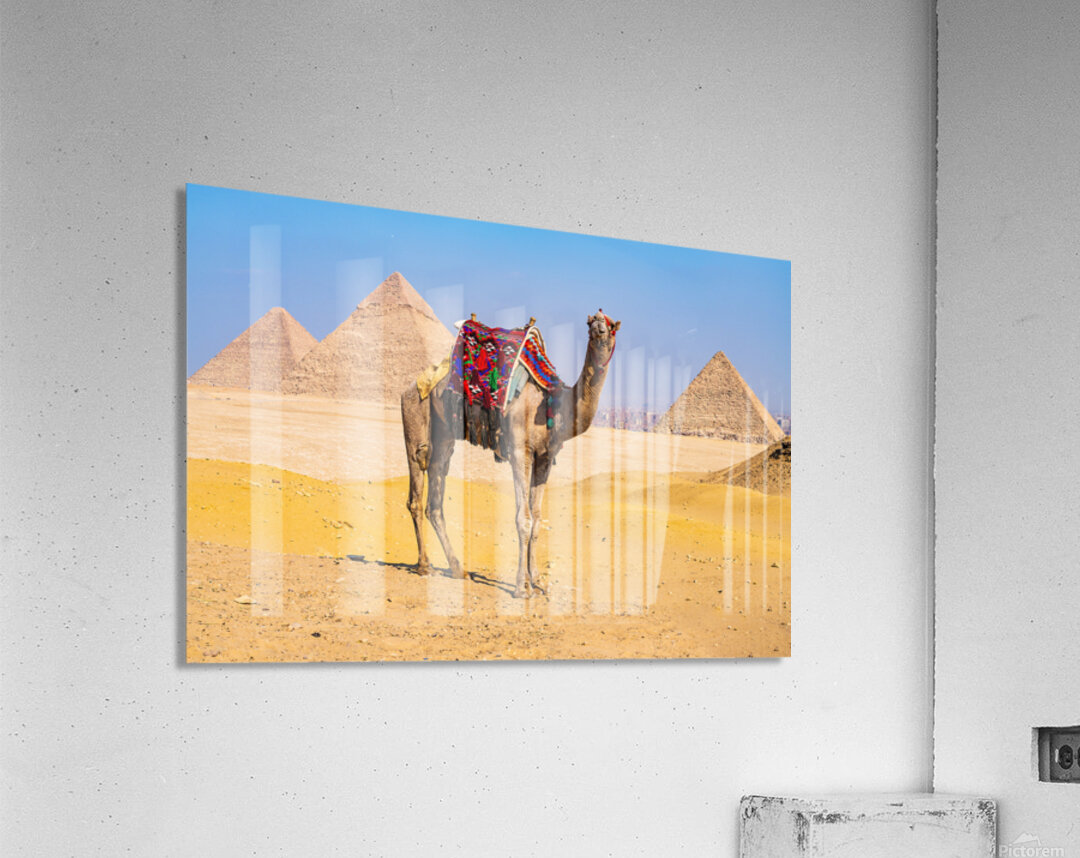 Single camel standing in front of Great Pyramid of Giza waiting  Acrylic Print