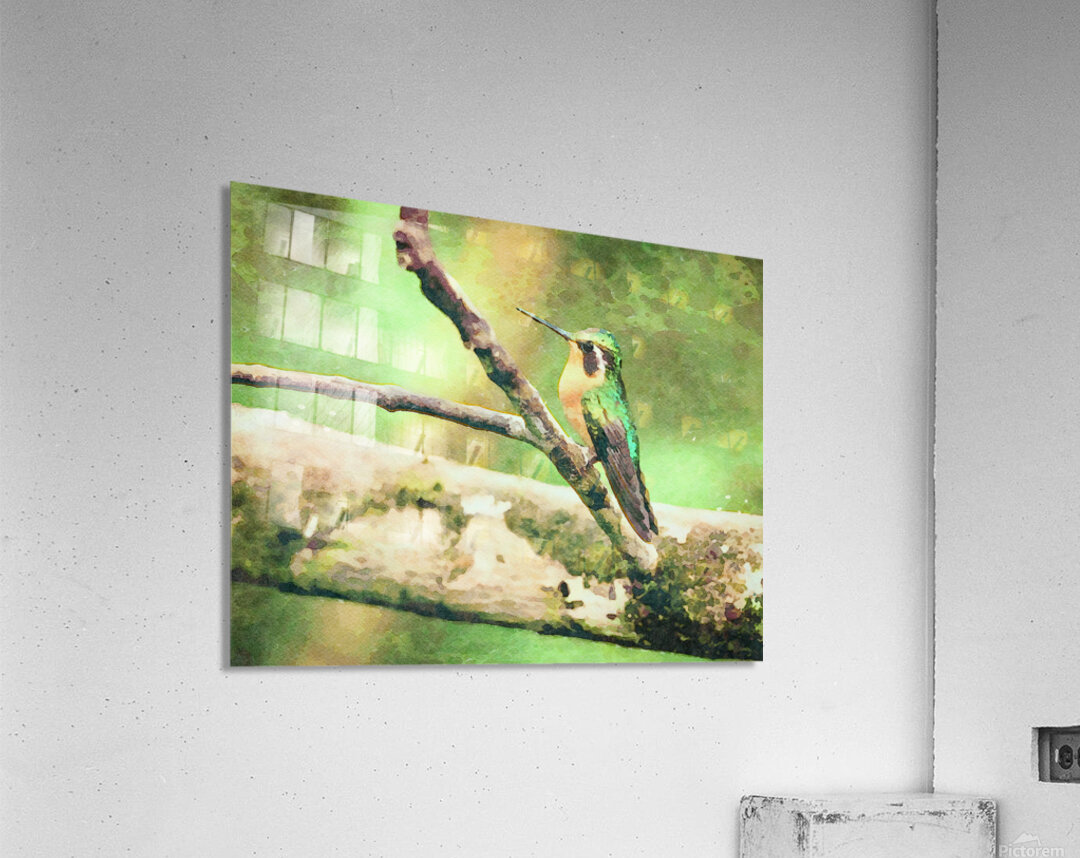 White throated mountaingem hummingbird perched on a twig  in Cos Acrylic Print