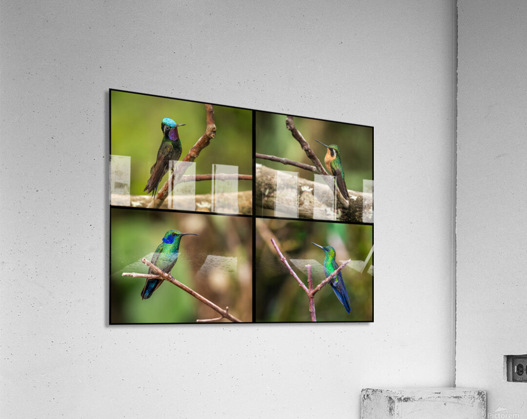 Montage of four humming birds from Costa Rica Acrylic Print