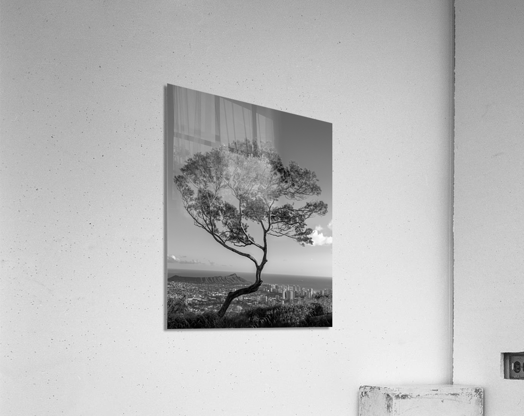Solitary tree overlooks Waikiki in Black and White  Acrylic Print 