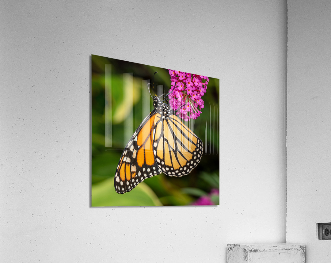 Side view of Monarch butterfly feeding in garden  Acrylic Print 