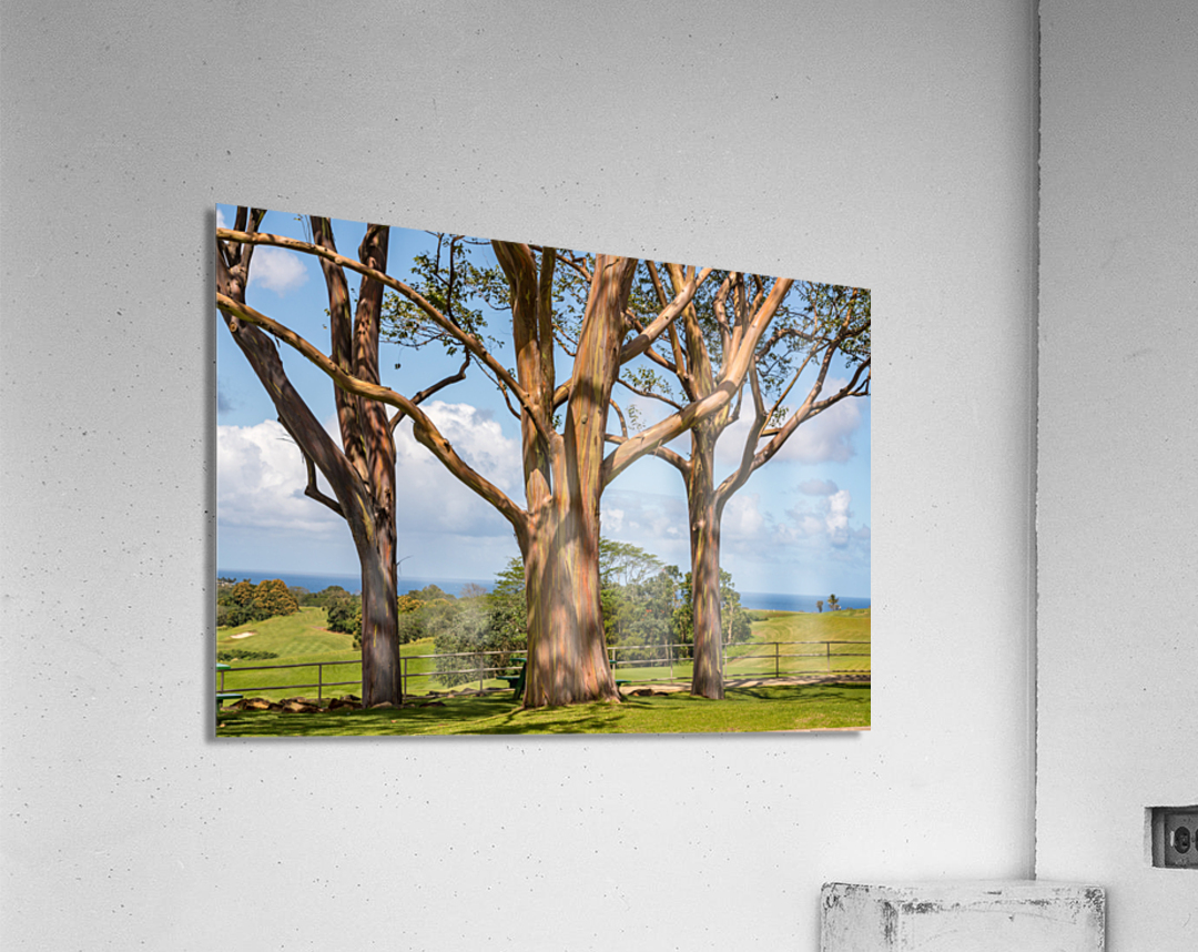 Group of three rainbow eucalyptus trees with golf course on Kauai Acrylic Print