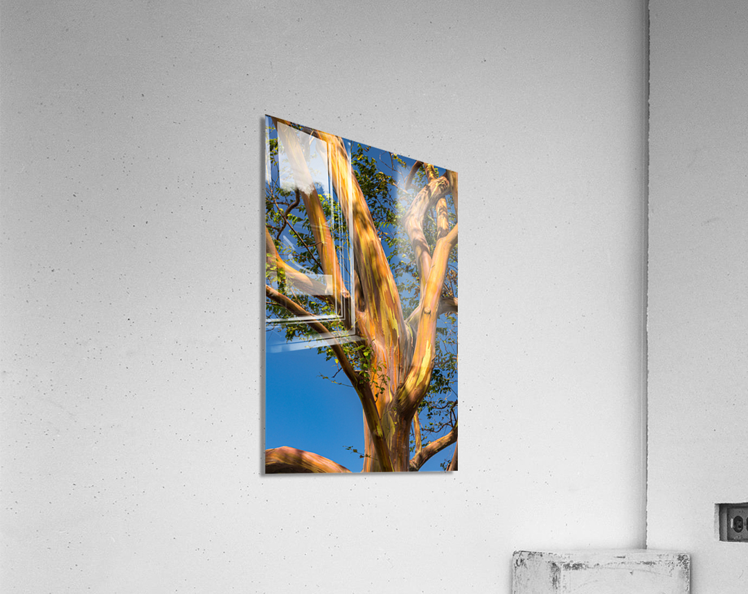 Pattern of branches of rainbow eucalyptus trees against blue sky on Kauai Acrylic Print