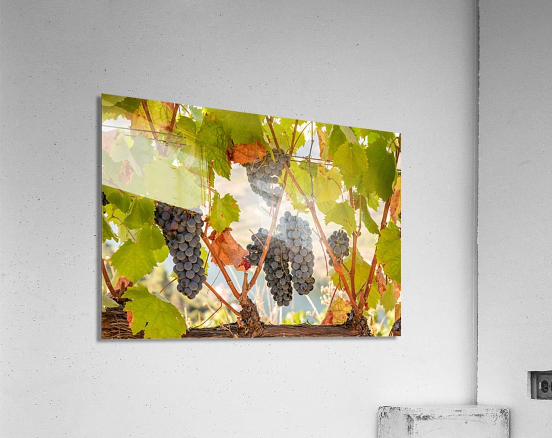 Grapes for port wine by the River Douro Acrylic Print