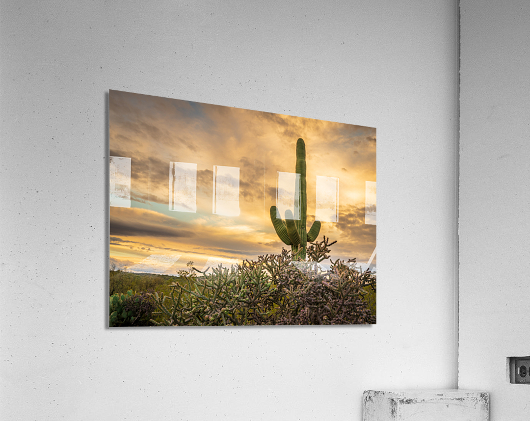 Sunset in Saguaro National Park Tucson  Acrylic Print 