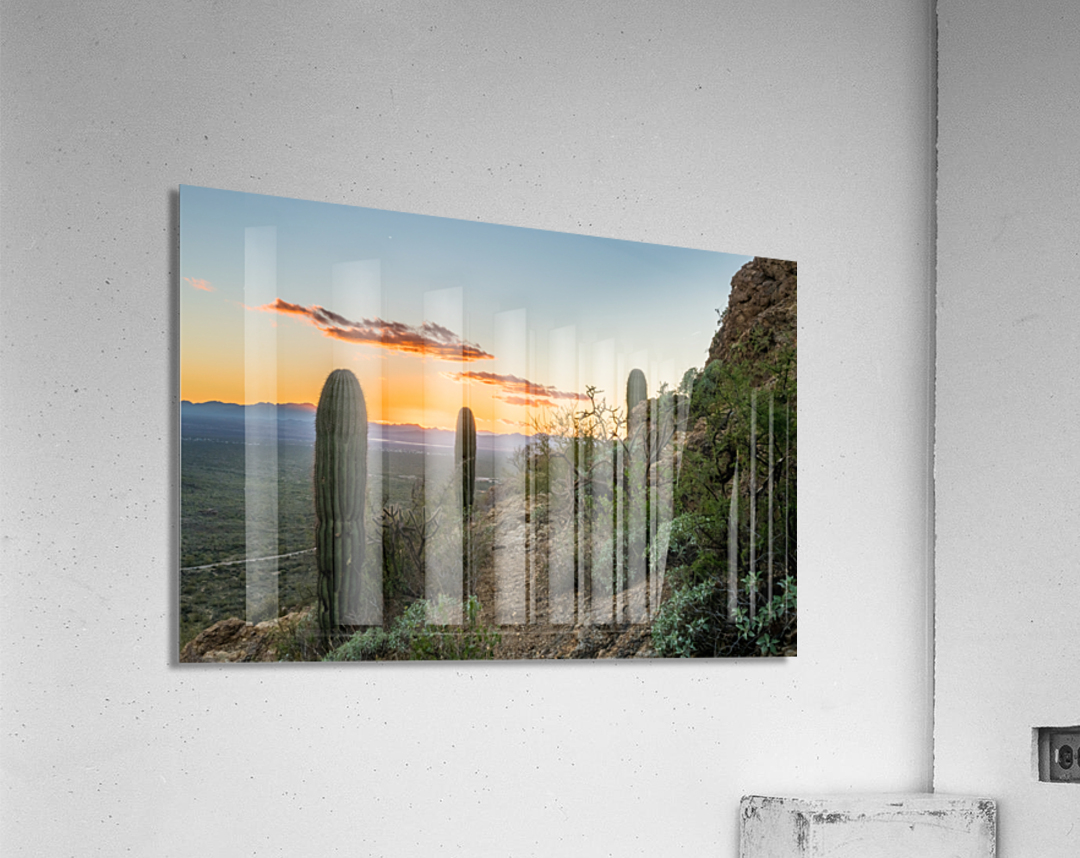 Sunset in Saguaro National Park West Acrylic Print