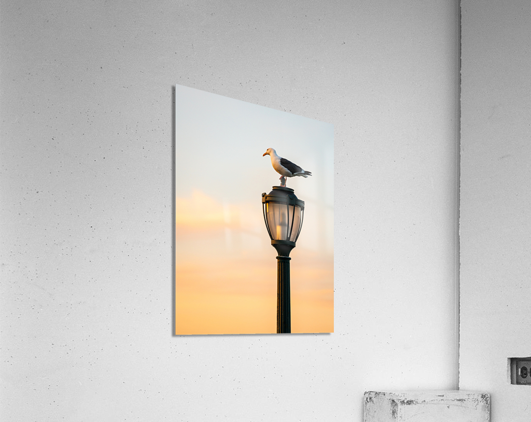 Seagull on a cast iron street lamp at dusk  Acrylic Print 