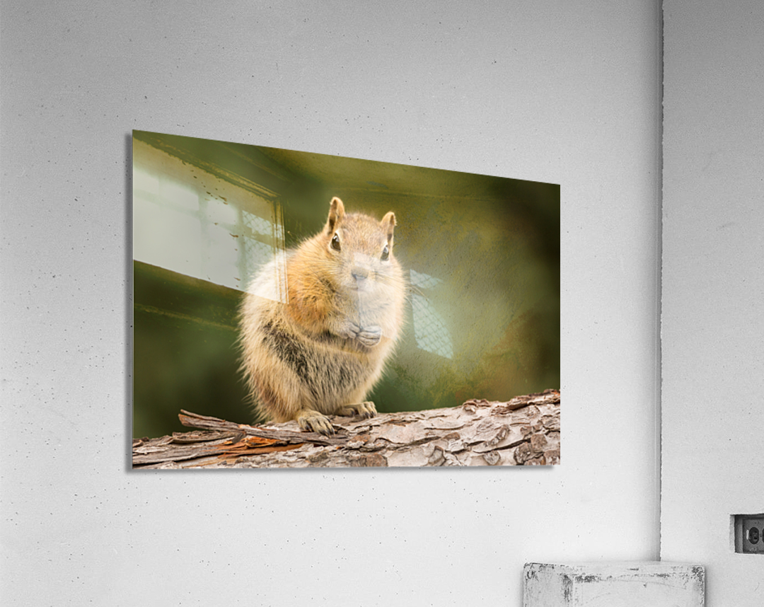 Cute Chipmunk well fed on nuts and seeds Acrylic Print