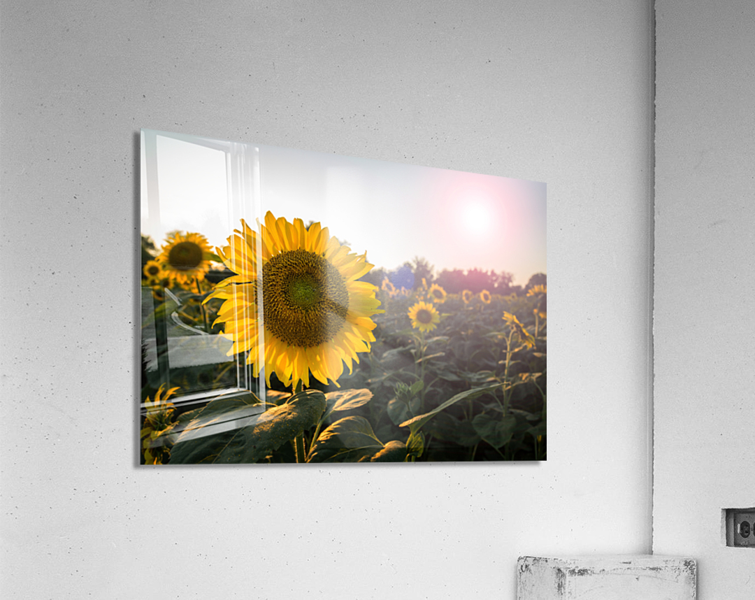 Sunflowers in early evening as sun sets Acrylic Print