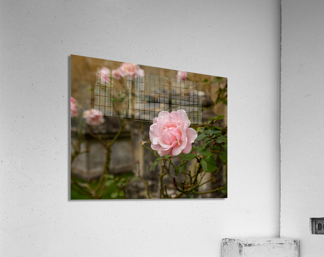 Pink rose in graveyard in Bibury Acrylic Print