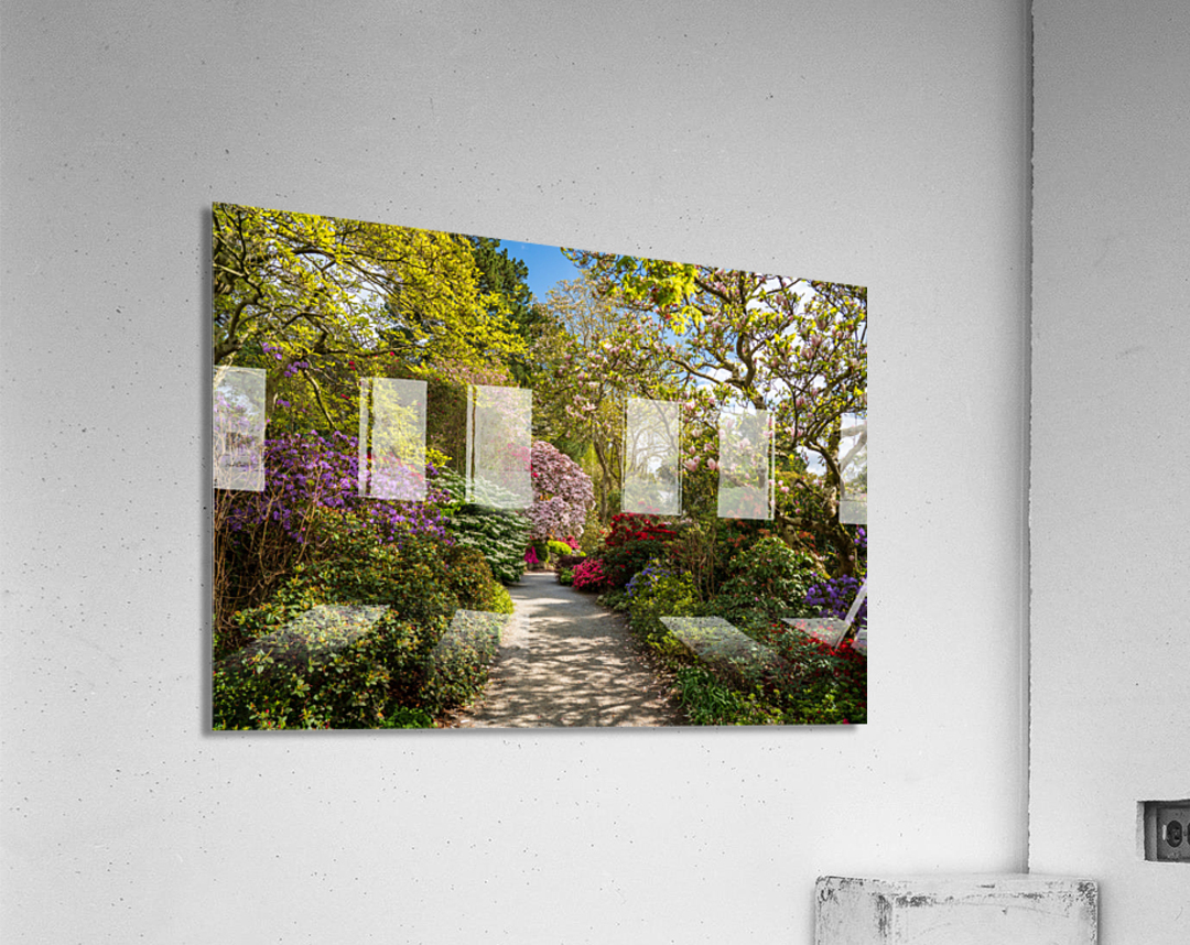 Azaleas and Rhododendron trees surround pathway in spring  Acrylic Print 