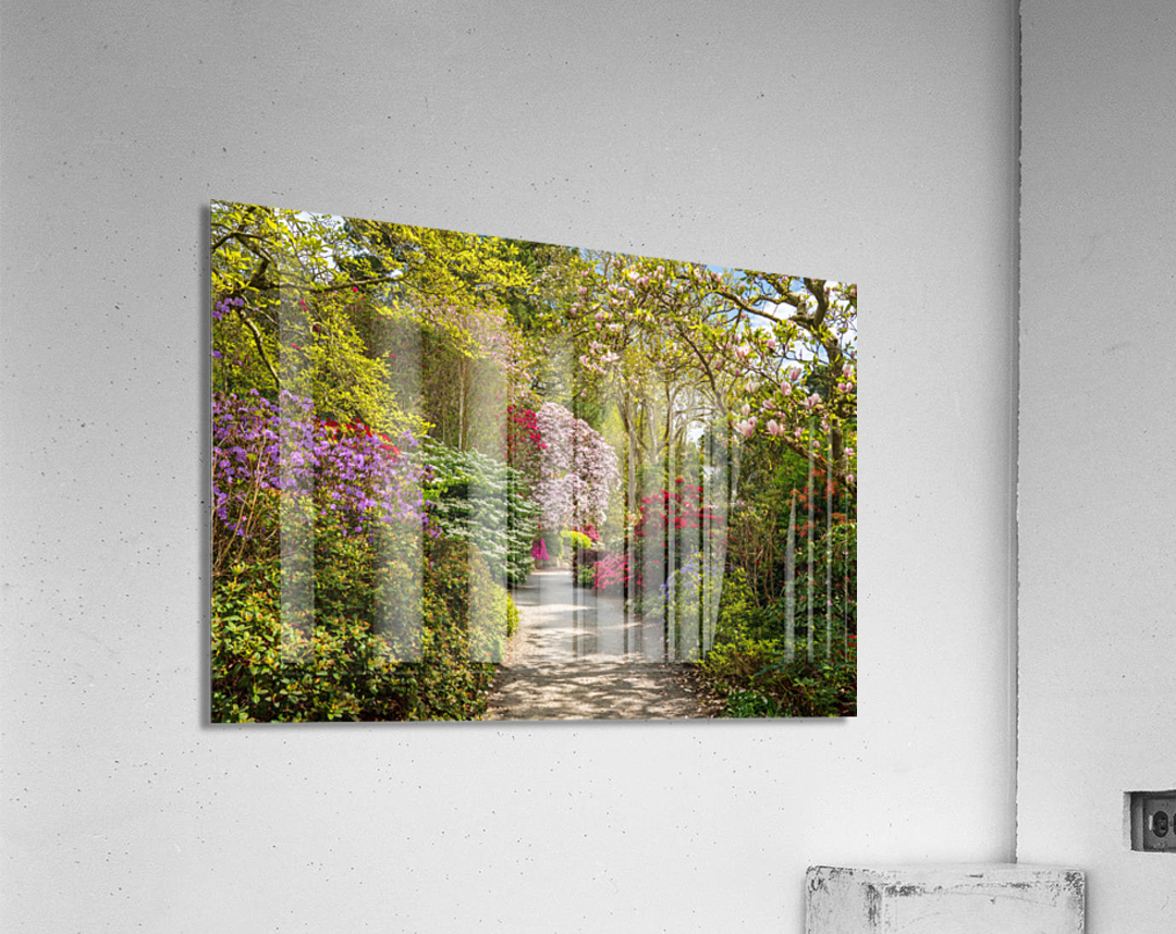 Path leads to Azaleas and Rhododendron trees in spring Acrylic Print