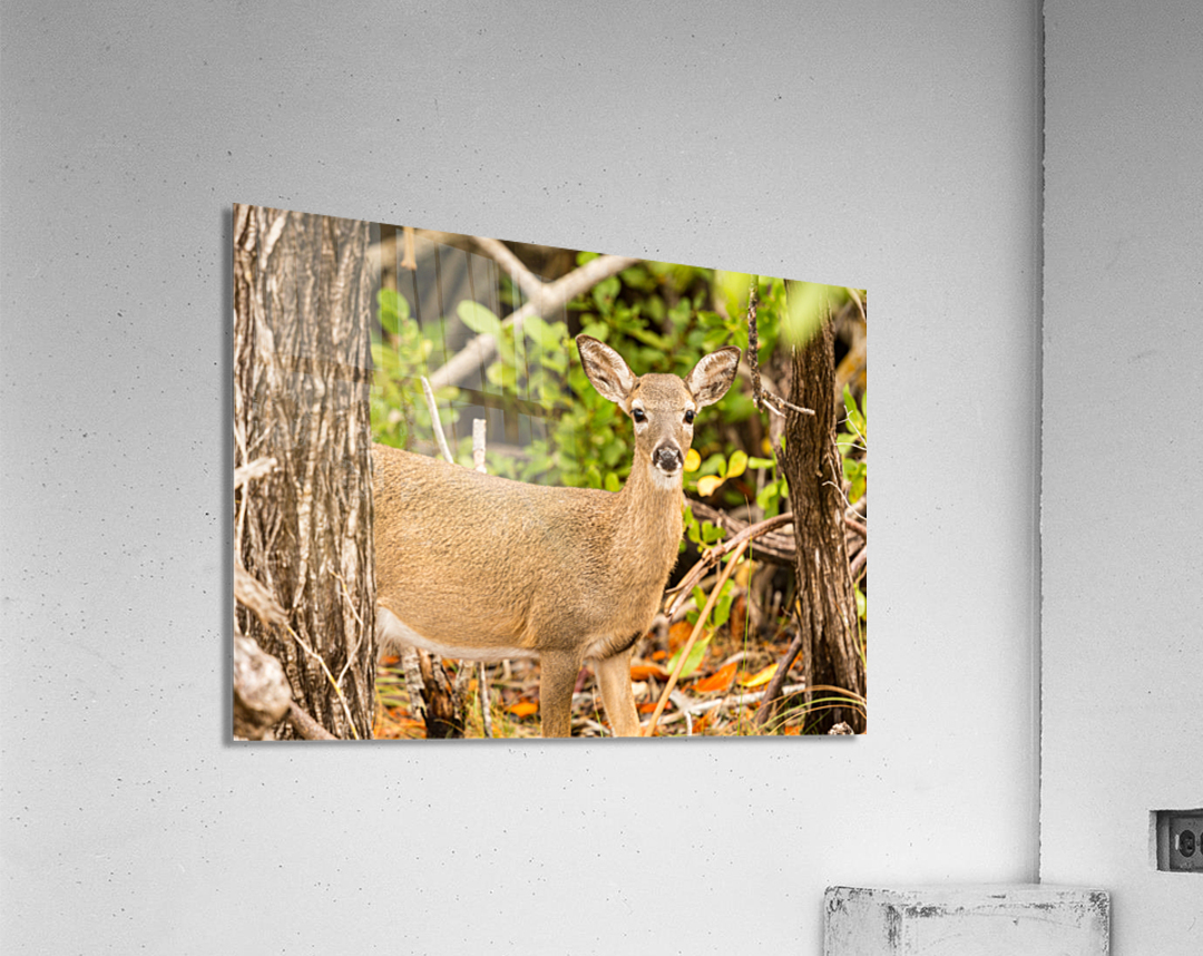 Small Key Deer in woods Florida Keys Acrylic Print