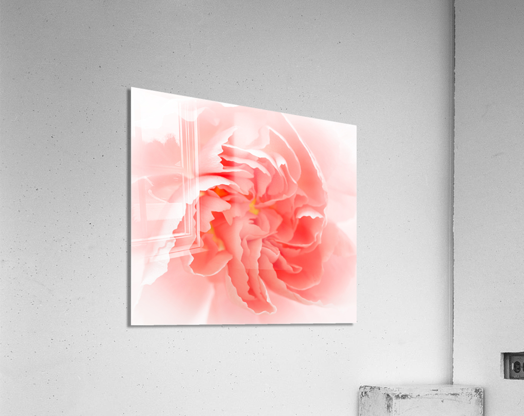 Delicate close up of petals of a carnation  Acrylic Print 