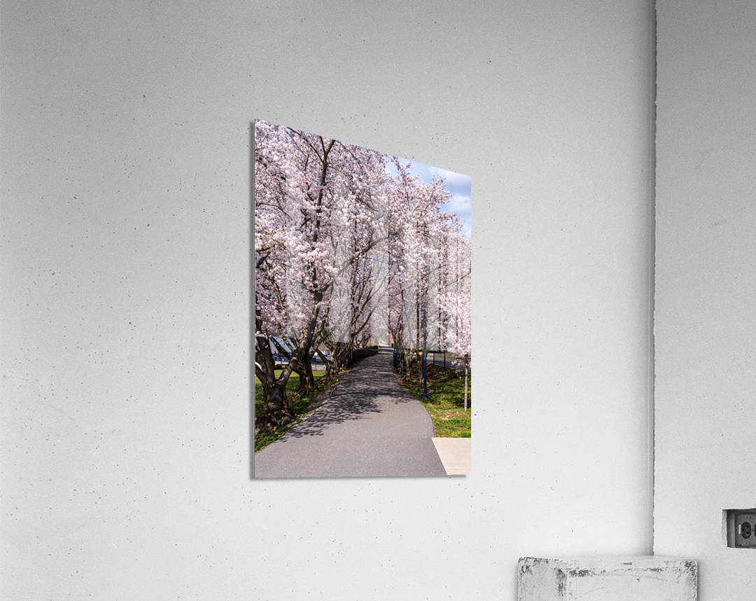 Cherry blossoms over walking trail  by the river in Morgantown W Impression acrylique