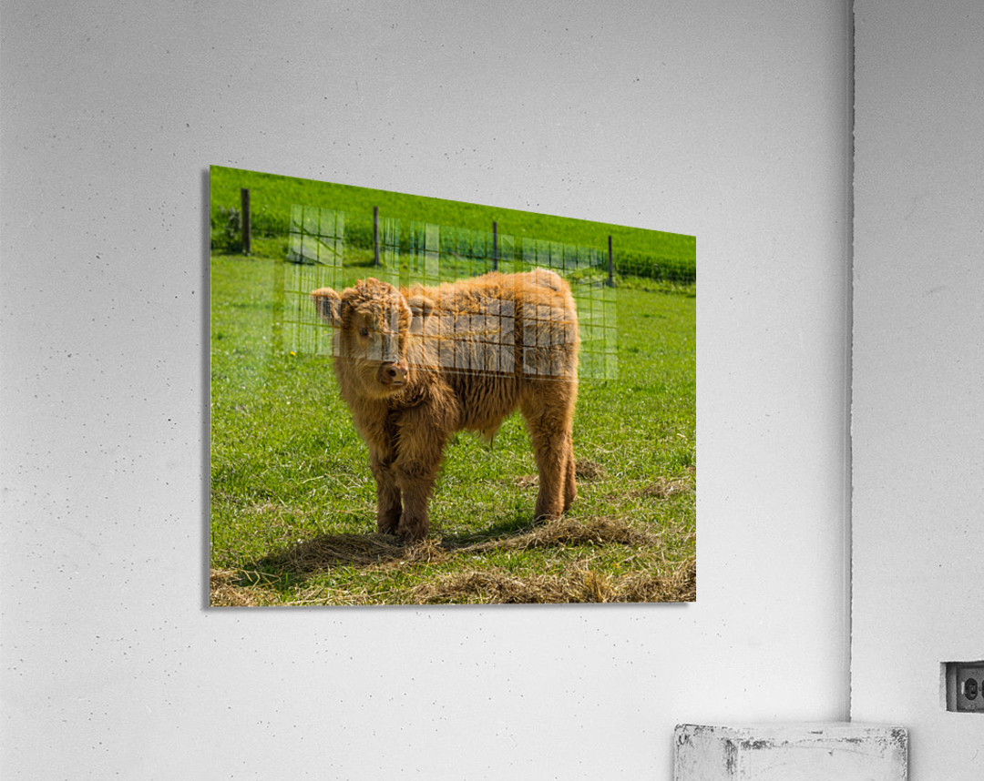 Young male highland calf in meadow facing the camera Acrylic Print