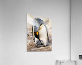 Small chick hiding in the feathers of a King Penguin at Bluff Co  Impression acrylique