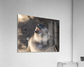 Single magellanic penguin chick showing papillae in mouth  Impression acrylique