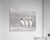Three Gentoo penguins at Bluff Cove  running on sandy beach  Acrylic Print