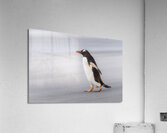 Single Gentoo penguin on Falklands walking to ocean  Impression acrylique