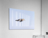 Southern giant petrel flying alongside cruise ship in South Atla  Acrylic Print