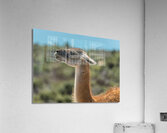 Side view portrait of guanacos or  llama in Punta Tombo reserve  Impression acrylique