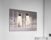 Two Gentoo penguins at Bluff Cove on Falklands walking to ocean  Acrylic Print